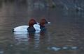 Taffeland - Common pochard (Aythya ferina) male